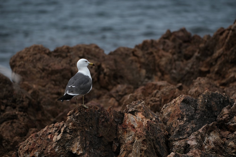 a seagull sitting on a rock by the ocean