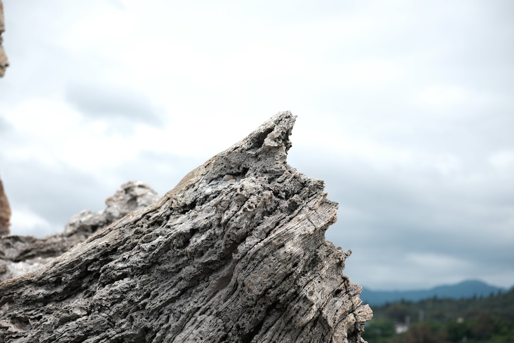 a close up of a tree trunk with a cloudy sky in the background