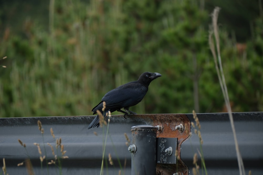 a black bird sitting on top of a metal roof