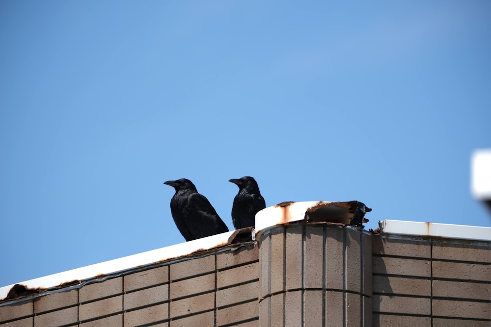 three black birds sitting on top of a brick building