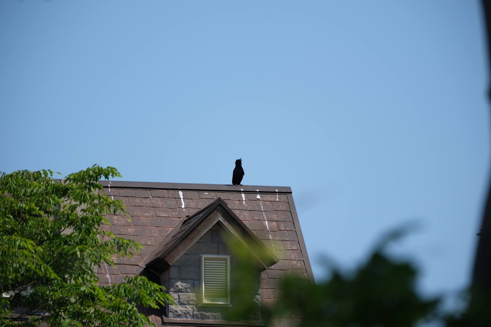 a black bird sitting on top of a roof