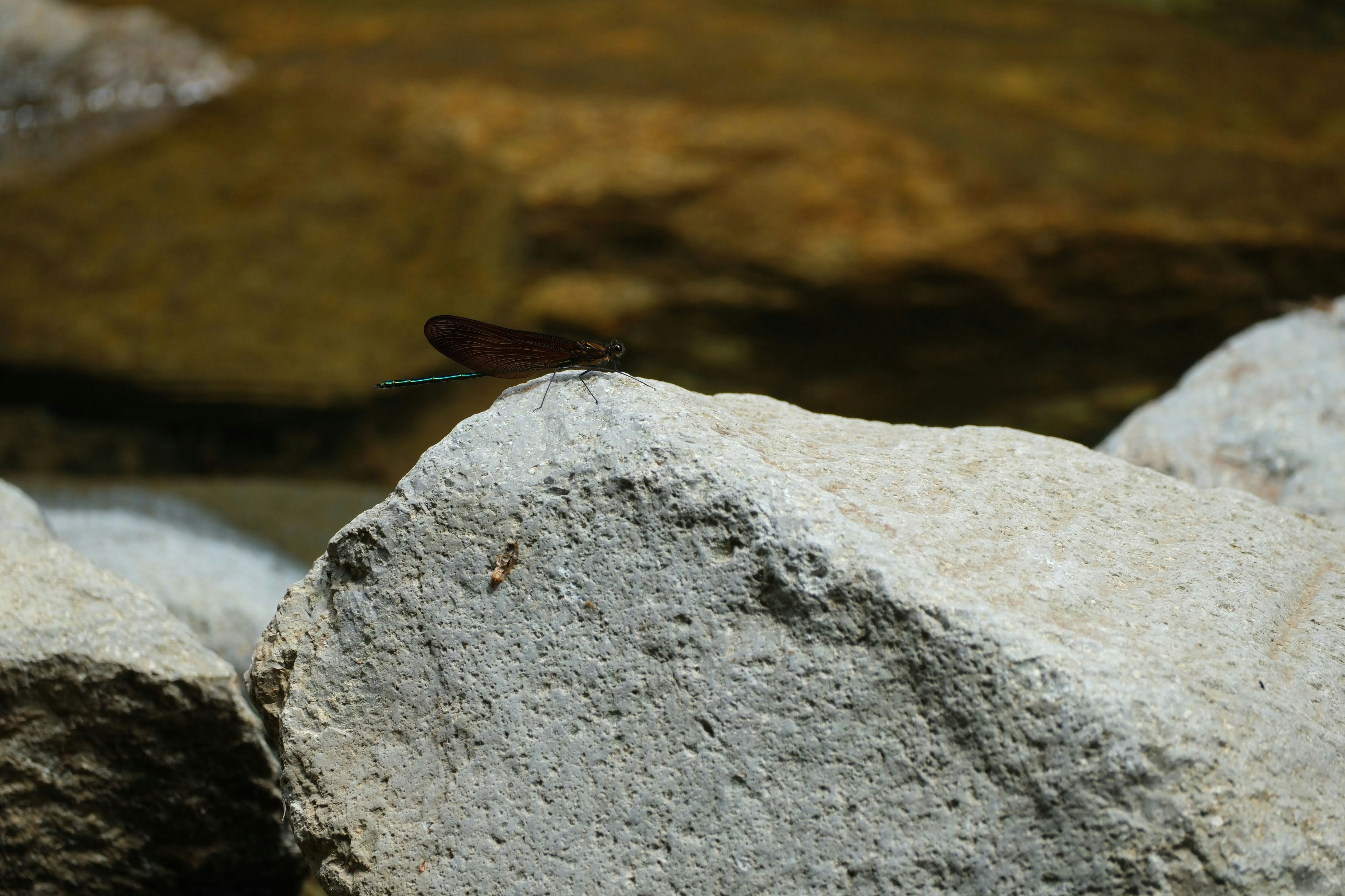 ein kleines Insekt, das auf einem Felsen sitzt