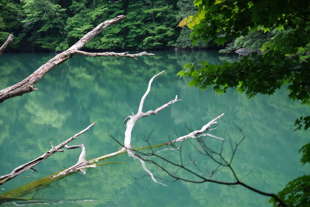 a body of water surrounded by trees and a forest