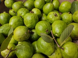 A large pile of fresh, vibrant green guavas fills the space. The fruits are glossy, with a few twigs and leaves interspersed among them, adding a natural element to the composition.