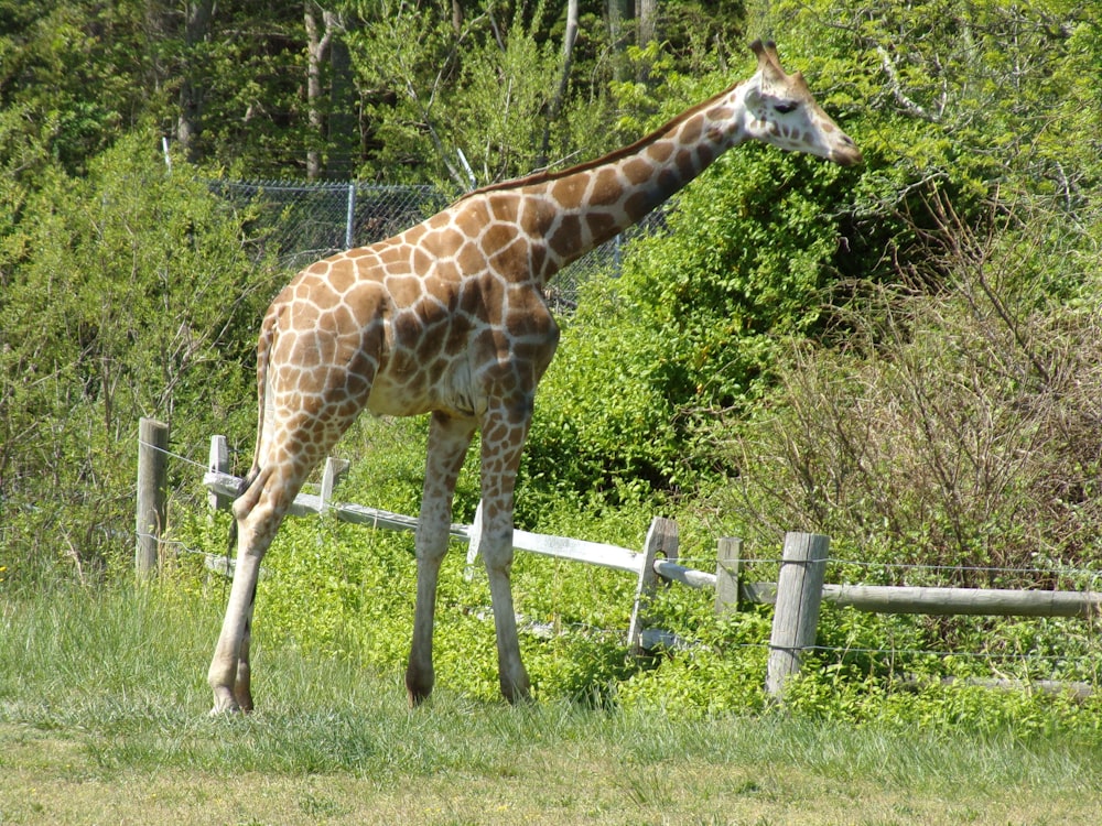 a giraffe standing in the grass near a fence