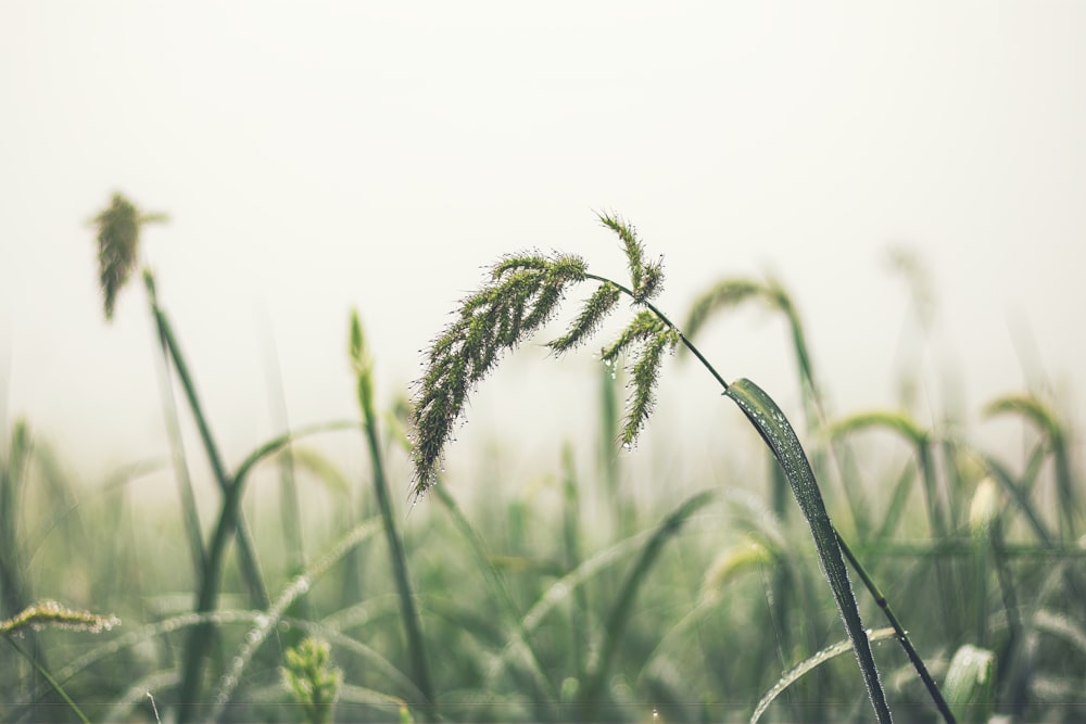 a field of tall grass with a foggy sky in the background