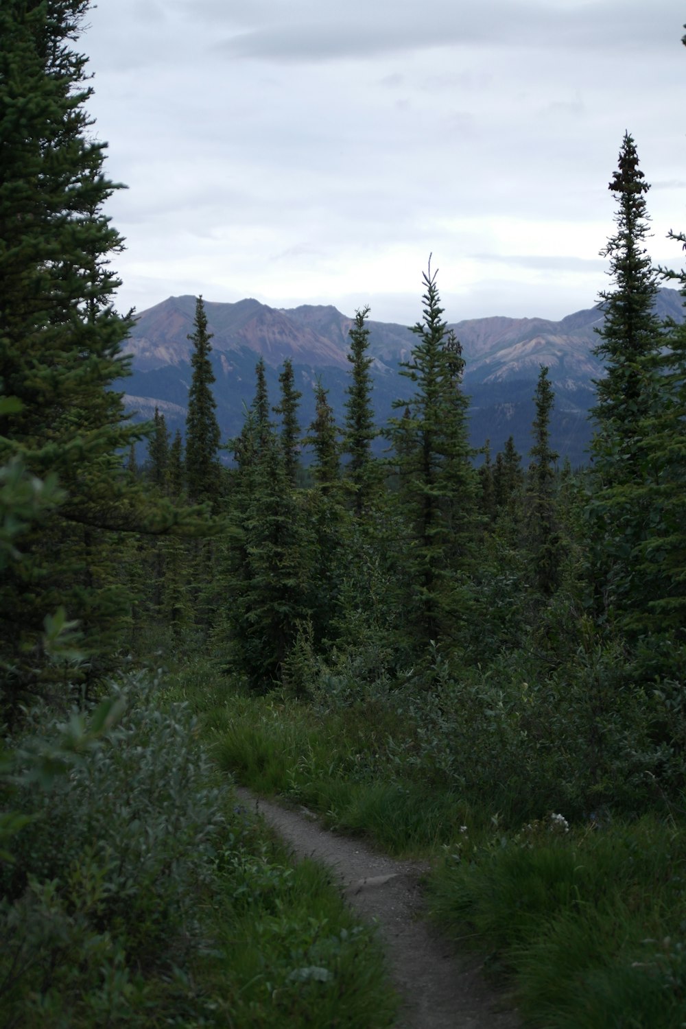 a path in the middle of a forest with mountains in the background