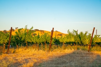 A vineyard with rows of grapevines growing on wooden stakes against a backdrop of rolling hills. The scene is bathed in warm sunlight, highlighting the golden hues of the dry grass in the foreground and the lush green foliage of the vines. The sky is clear and blue, providing a serene natural setting.