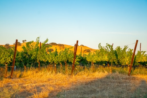 A vineyard with rows of grapevines growing on wooden stakes against a backdrop of rolling hills. The scene is bathed in warm sunlight, highlighting the golden hues of the dry grass in the foreground and the lush green foliage of the vines. The sky is clear and blue, providing a serene natural setting.