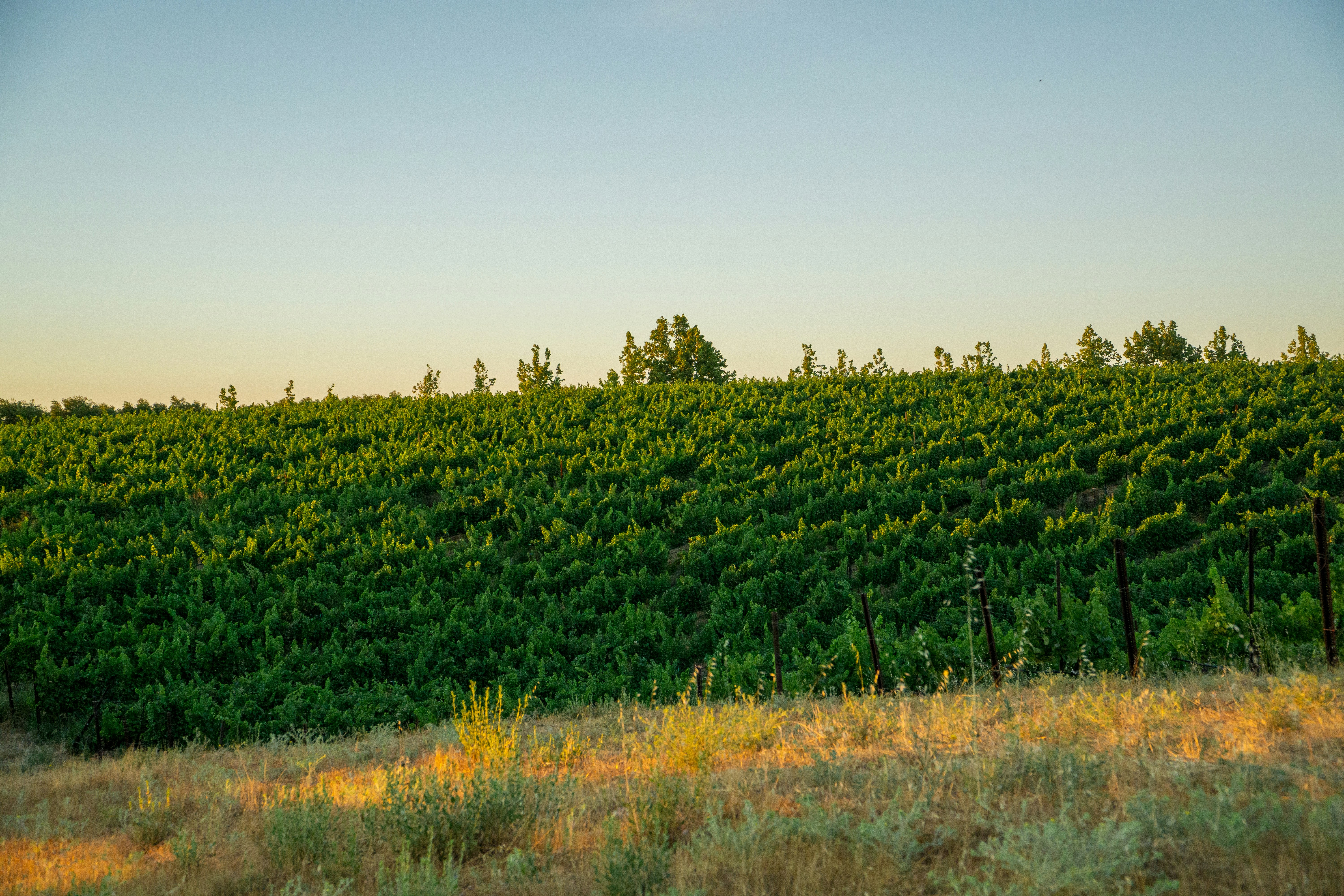 a large field of trees in the distance, 
