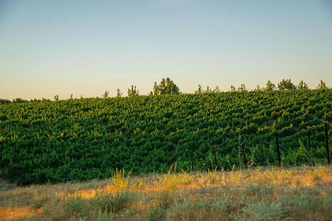 a large field of trees in the distance,