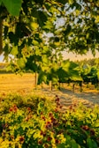 Photo of a vineyard at sunset near Bordeaux, highlighting lush grapevines.