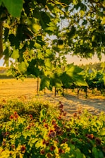 A scenic vineyard in the Garden Route with golden sunlight filtering through the leaves.