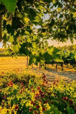 Photo of a vineyard at sunset near Bordeaux, highlighting lush grapevines.