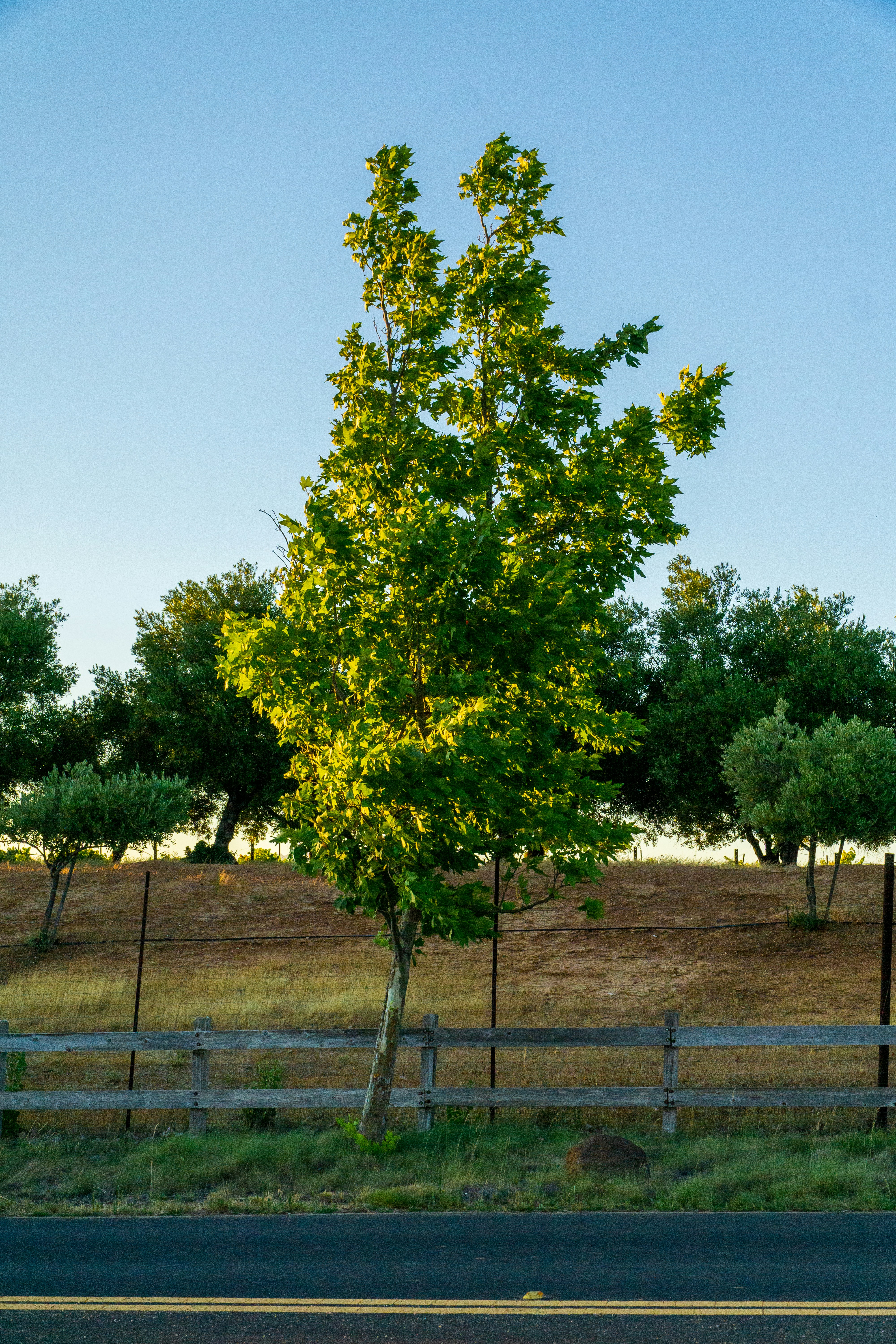 A lone tree in the middle of a field photo – Free Sunset Image on Unsplash
