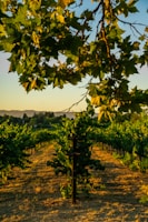 Vineyard rows basking in golden afternoon light, with a basket of freshly harvested grapes.