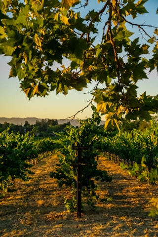 Vineyard rows basking in golden afternoon light, with a basket of freshly harvested grapes.