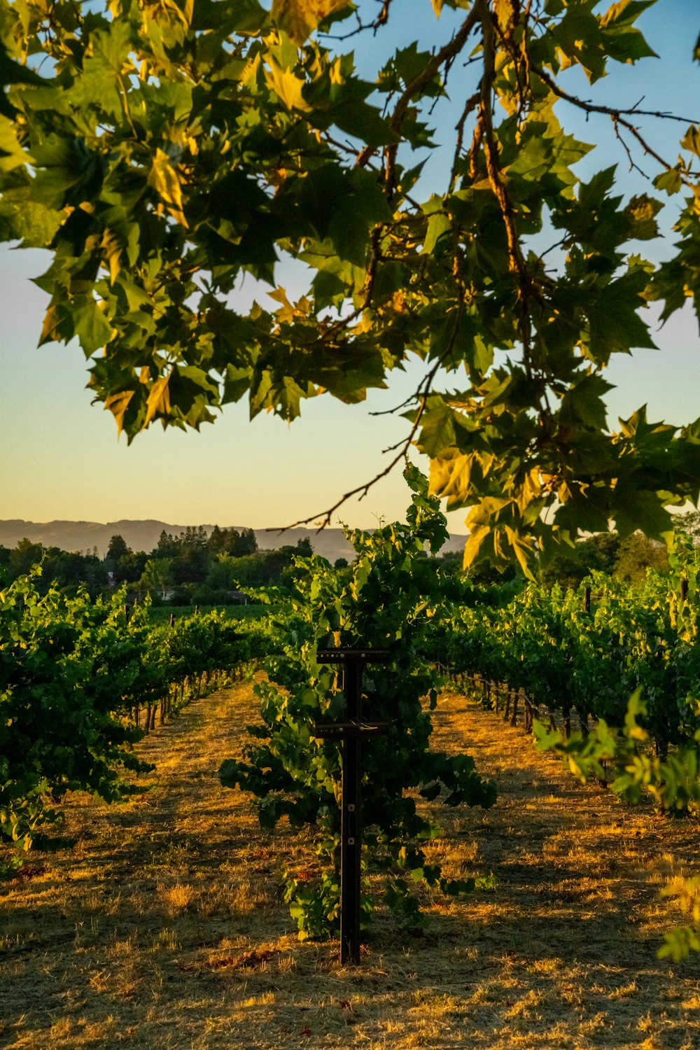 Un viñedo con muchas viñas y árboles