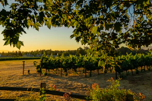 Elegant vineyard landscape at sunset with rows of grapevines and a rustic hacienda in the background