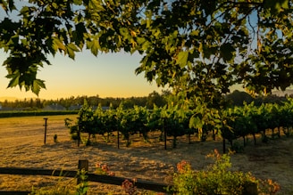 A rustic vineyard landscape at sunset with rows of grapevines and a farmhouse in the distance.
