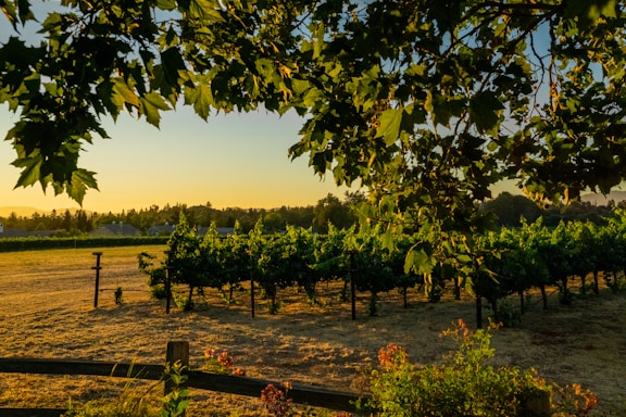 A rustic vineyard landscape at sunset with rows of grapevines and a farmhouse in the distance.