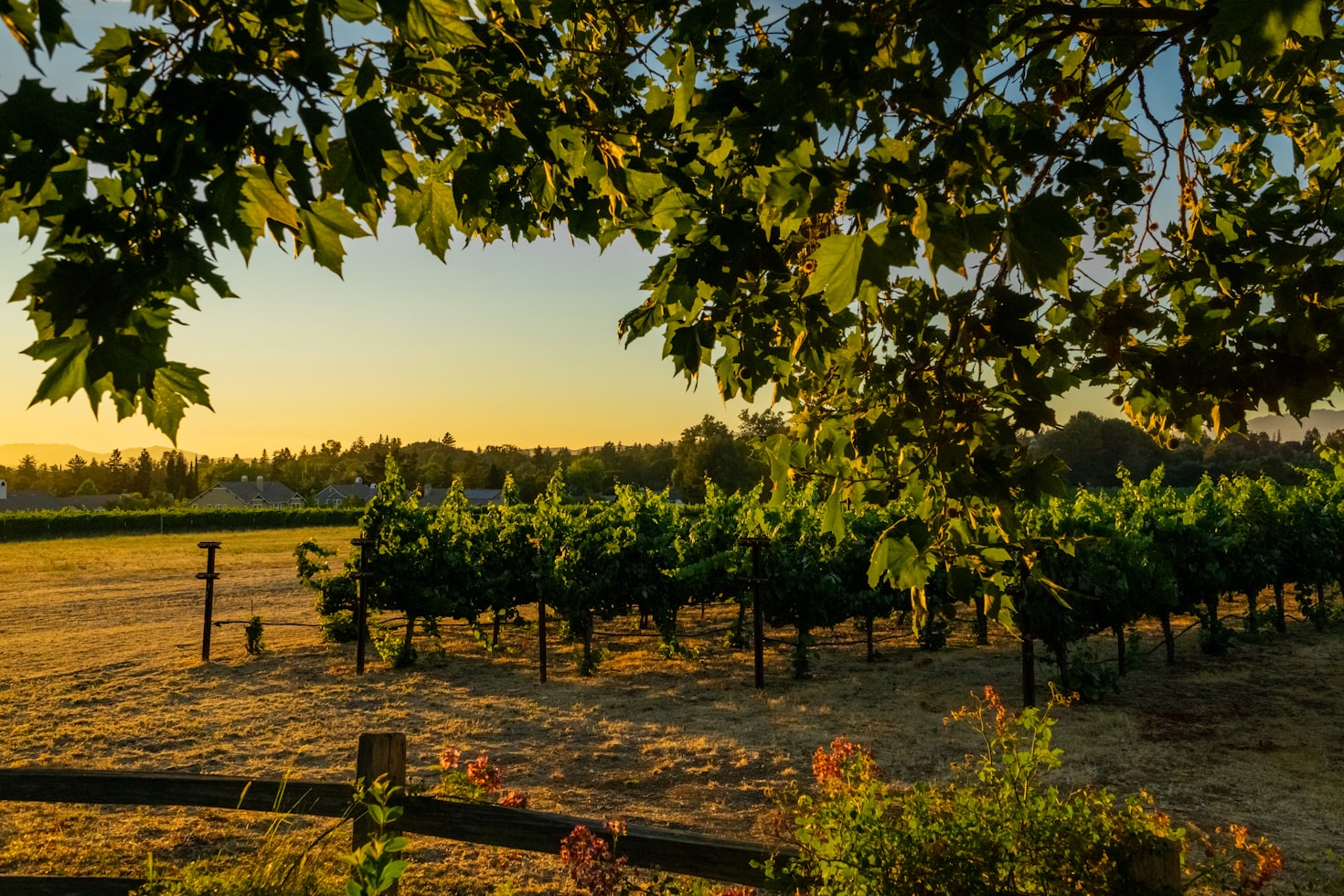 A sunset over a California vineyard on a summer day