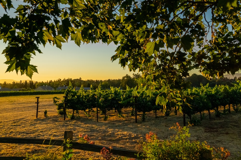 El sol se está poniendo sobre un campo de vides