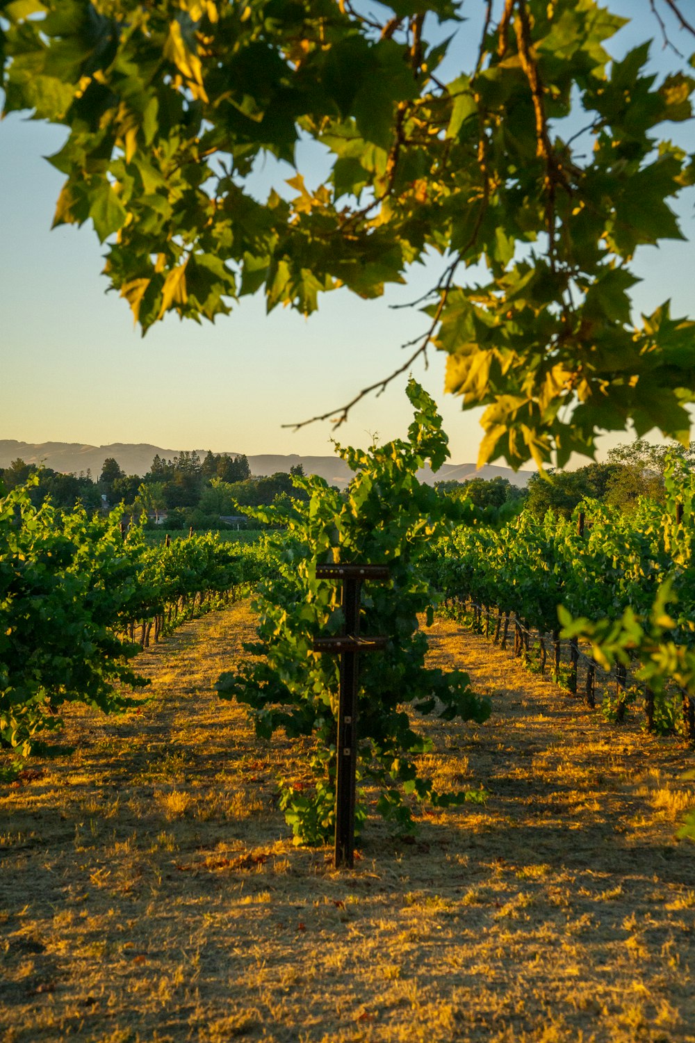 a vineyard with lots of green vines in the foreground