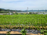 A modern farmer tending to multi-layered vegetable crops under a bright sky.