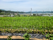 Rows of diverse vegetables growing under a clear blue sky on the farm.