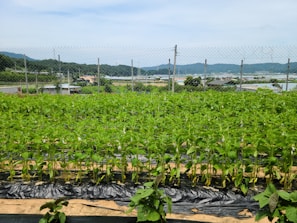 Rows of green leafy crops grow in a well-organized vegetable farm. The area is enclosed by a wire fence, and the background includes a scenic view of distant mountains under a clear blue sky.