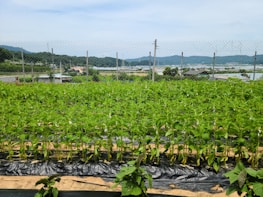 Rows of diverse vegetables growing under a clear blue sky on the farm.