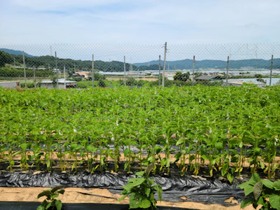 Rows of healthy vegetables growing under a clear blue sky on a peaceful farm.