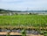 Rows of green leafy crops grow in a well-organized vegetable farm. The area is enclosed by a wire fence, and the background includes a scenic view of distant mountains under a clear blue sky.