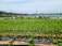 Rows of green leafy crops grow in a well-organized vegetable farm. The area is enclosed by a wire fence, and the background includes a scenic view of distant mountains under a clear blue sky.