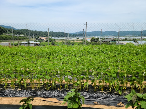 Rows of green leafy crops grow in a well-organized vegetable farm. The area is enclosed by a wire fence, and the background includes a scenic view of distant mountains under a clear blue sky.