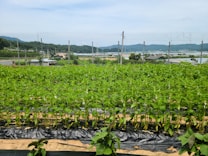 Rows of green leafy crops grow in a well-organized vegetable farm. The area is enclosed by a wire fence, and the background includes a scenic view of distant mountains under a clear blue sky.