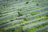 Close-up of moss-covered roof tiles before cleaning in Lyon