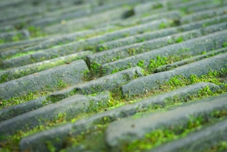 Close-up view of an aged, moss-covered roof tile surface with rows of uneven, weathered shingles. The tiles are layered, allowing green moss to grow in between the cracks and gaps.