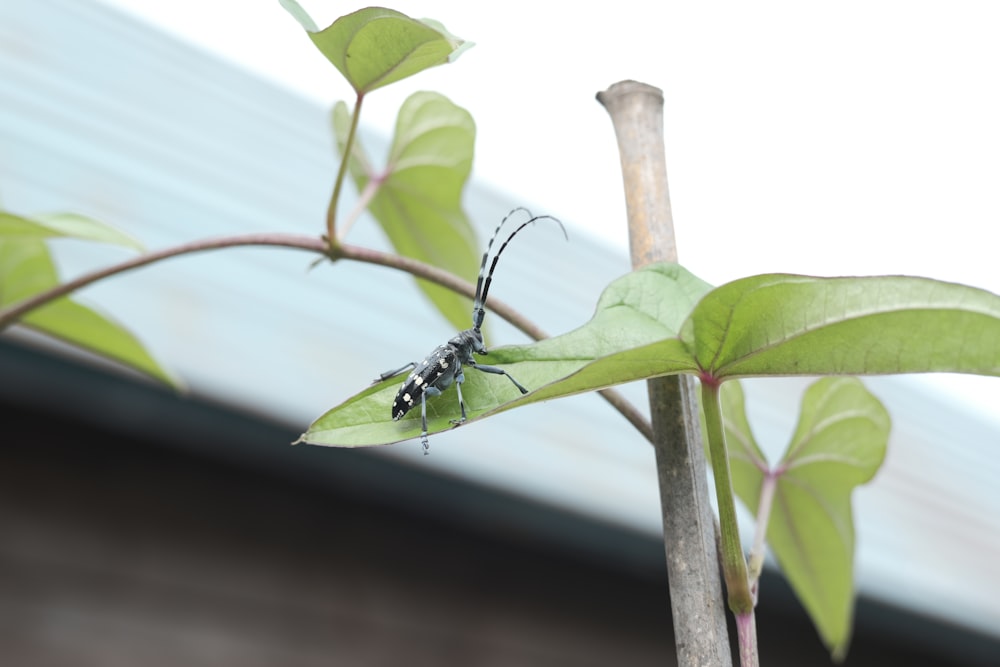 a bug sitting on top of a green leaf