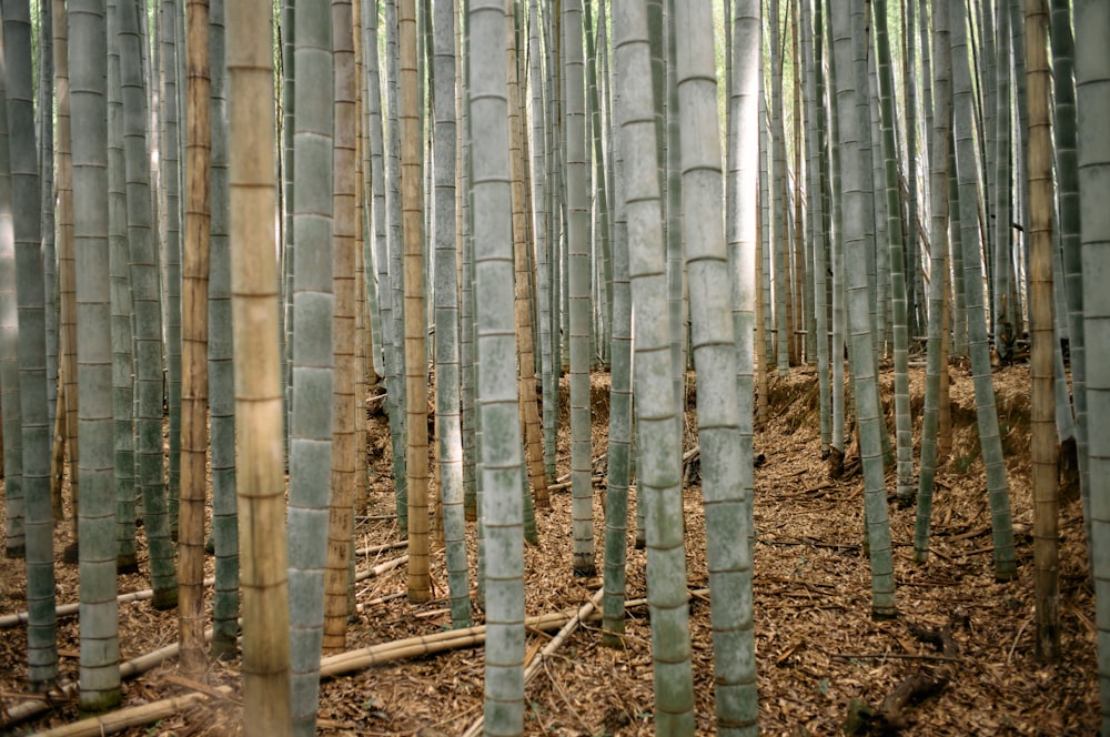 a group of trees that are standing in the dirt