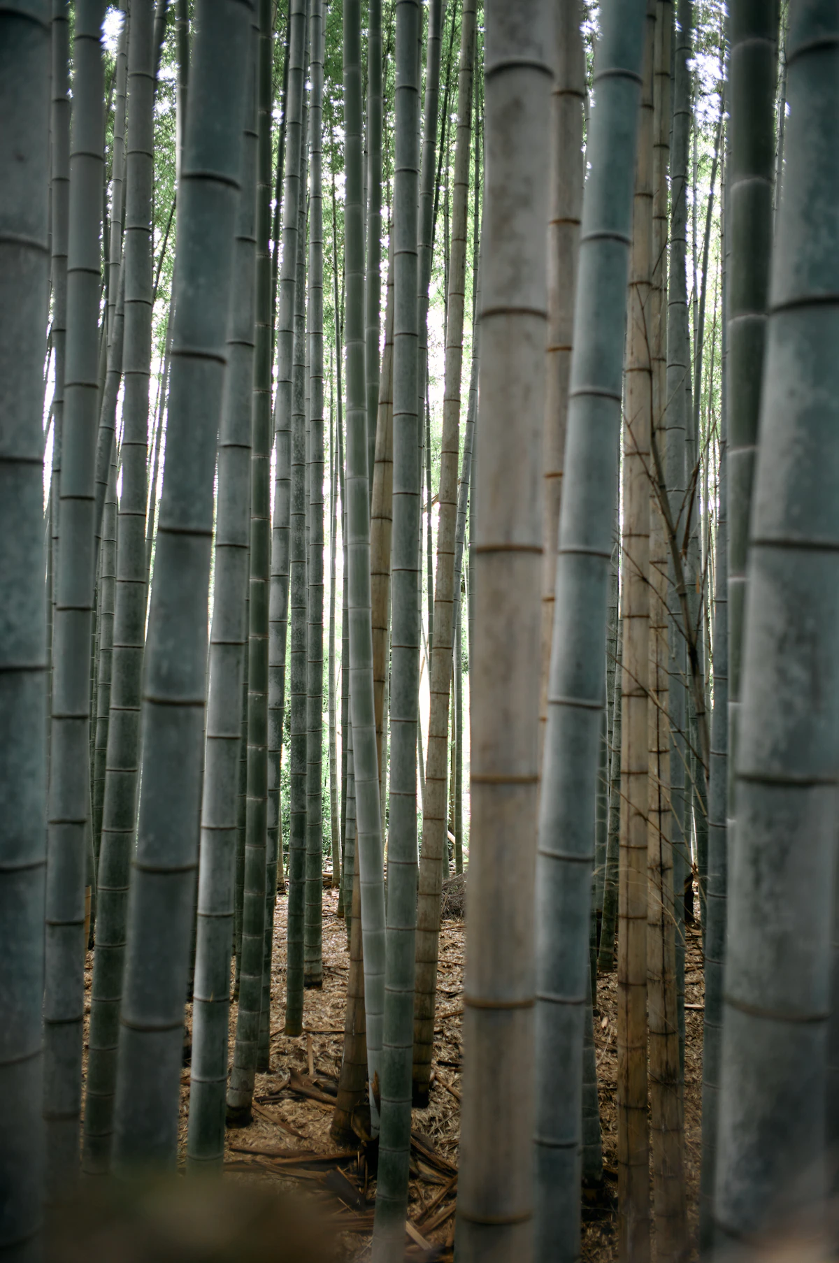 7 days in Japan itinerary: Arashiyama bamboo grove Kyoto Japan