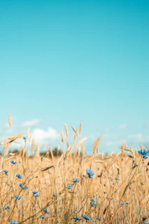 A vibrant field of golden wheat under a bright blue sky, with visitors walking along a rustic path.