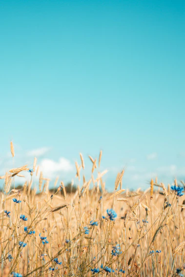 A vibrant field of golden wheat under a bright blue sky, with visitors walking along a rustic path.