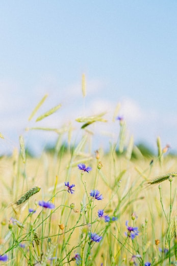 A serene view of the farm fields stretching under a bright blue sky with wildflowers in bloom.