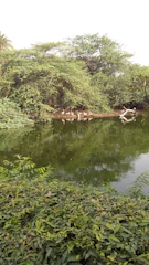 A serene scene of a small pond surrounded by forest with birds drinking water.