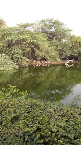 A serene pond reflecting the surrounding trees and sky, with birds perched quietly nearby.