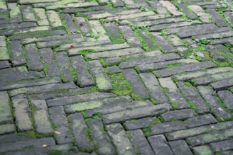 Weathered brick path covered with patches of green moss. The bricks are arranged in a herringbone pattern, creating a rugged and natural appearance. Small plants and grass are growing in between the bricks.