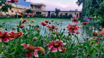 A vibrant garden featuring red and yellow flowers in bloom, surrounded by lush green grass and foliage. A building with a blue roof and beige walls is visible in the background, while the sky exhibits hints of pink, suggesting a sunset or sunrise.