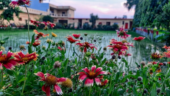 A vibrant garden featuring red and yellow flowers in bloom, surrounded by lush green grass and foliage. A building with a blue roof and beige walls is visible in the background, while the sky exhibits hints of pink, suggesting a sunset or sunrise.